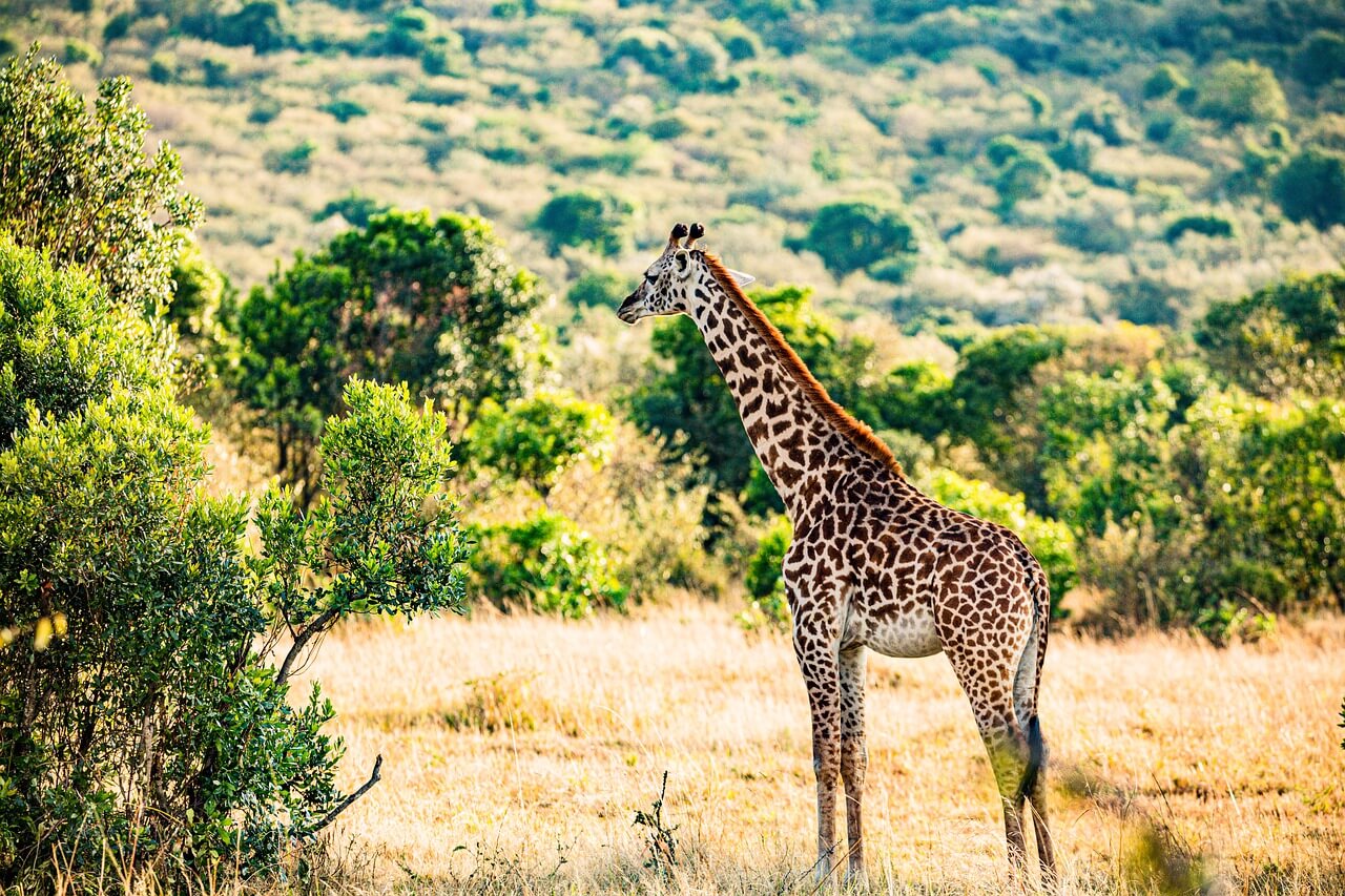 Nairobi National Park