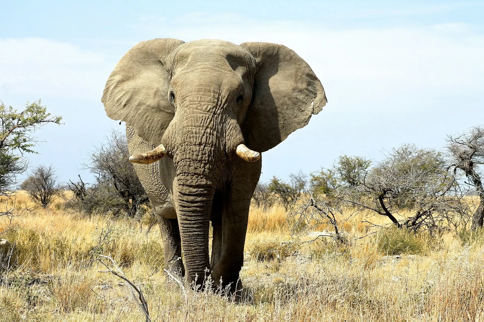 Unforgettable Wildlife Experiences