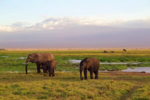 Amboseli National Park